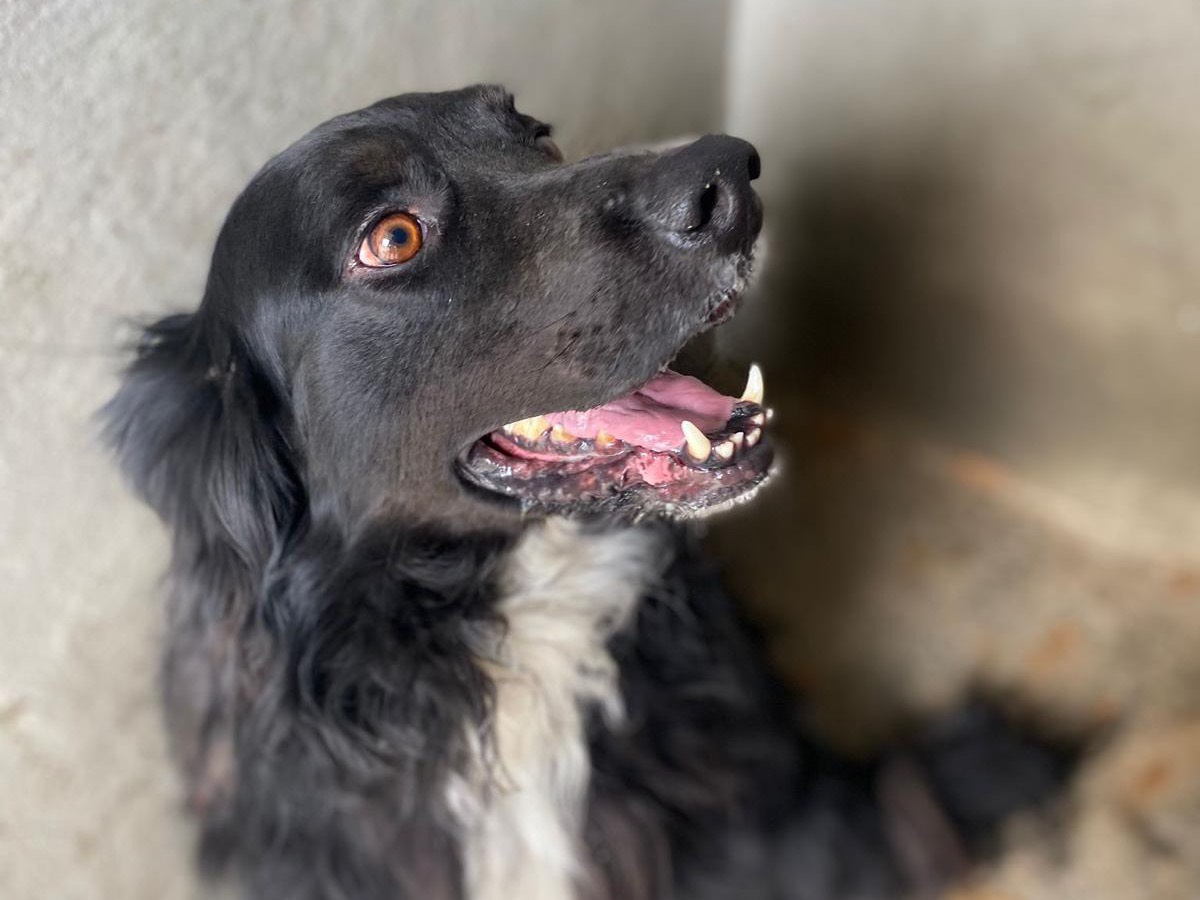 Adotta un cane, maschio, 7 anni  e 4 mesi , Latina