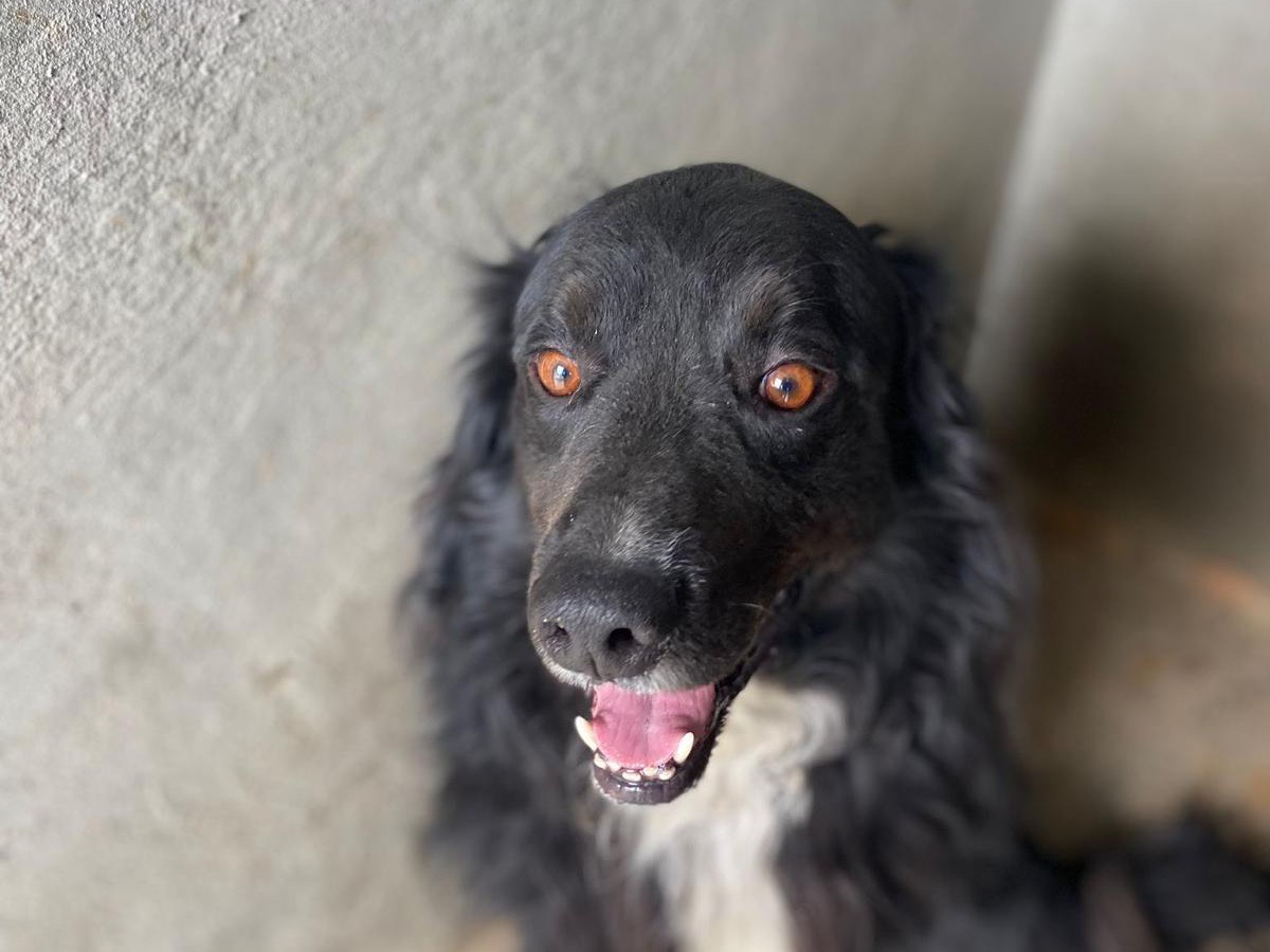 Adotta un cane, taglia media, maschio, Latina