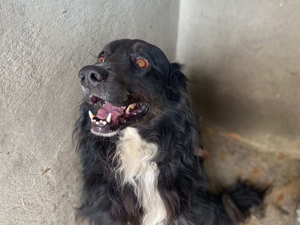 Vuoi adottare un cane a Latina?
