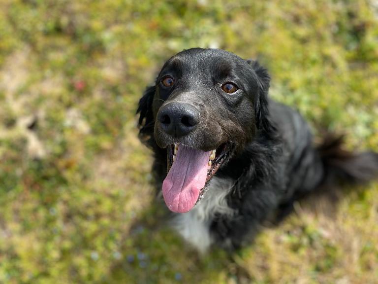 Adotta il cane PRINCE a Latina