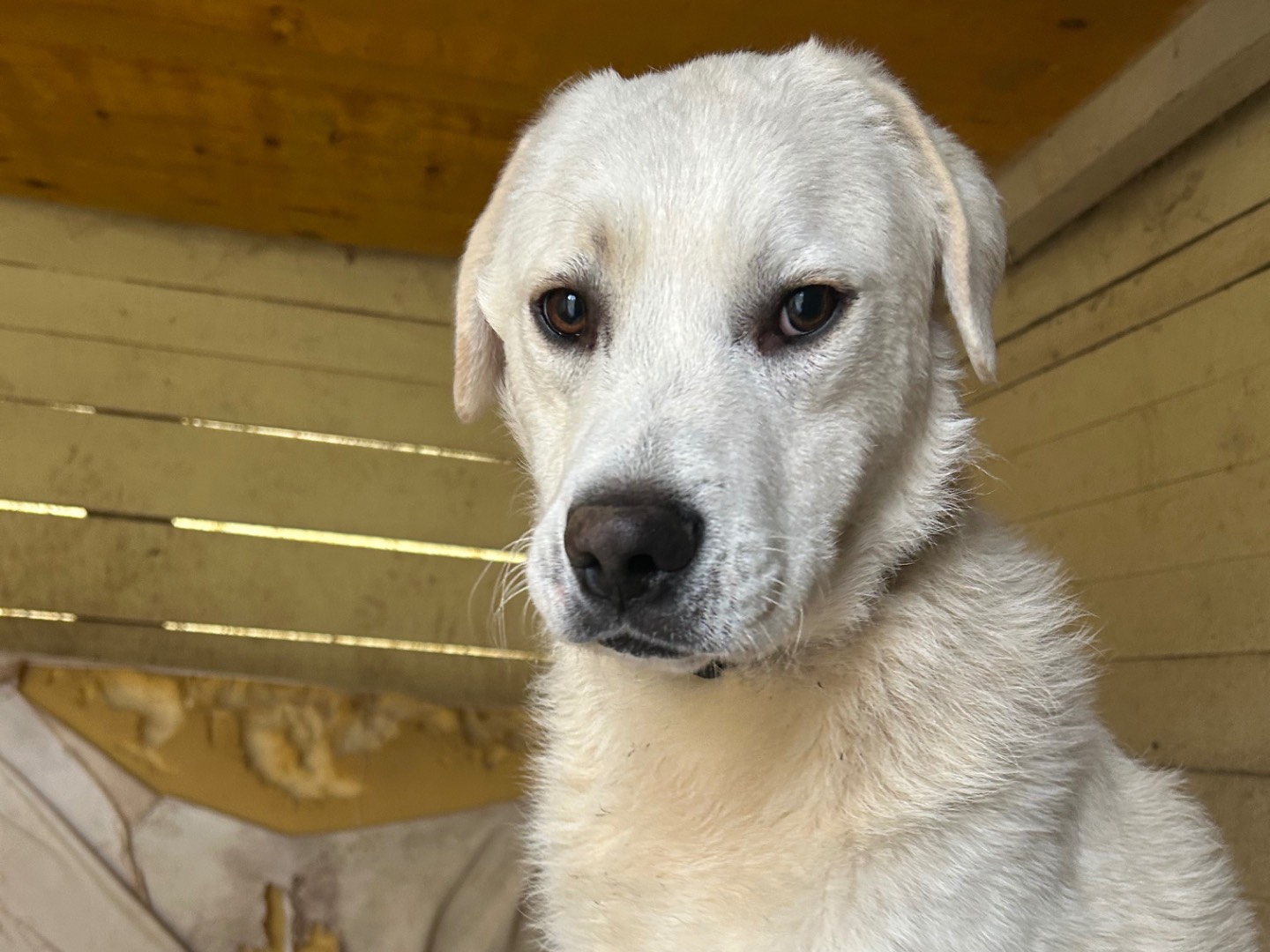 Foto dell'animale