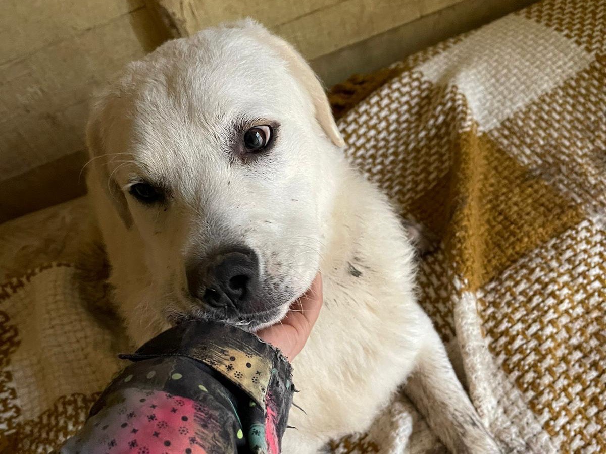 Adotta un cane, maschio, 1 anno e 1 mese, Lucca