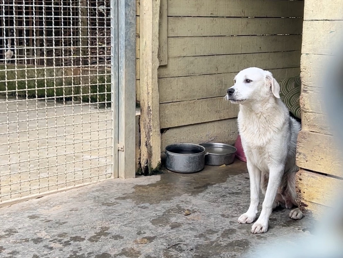 Adotta un cane, taglia grande, maschio, Lucca