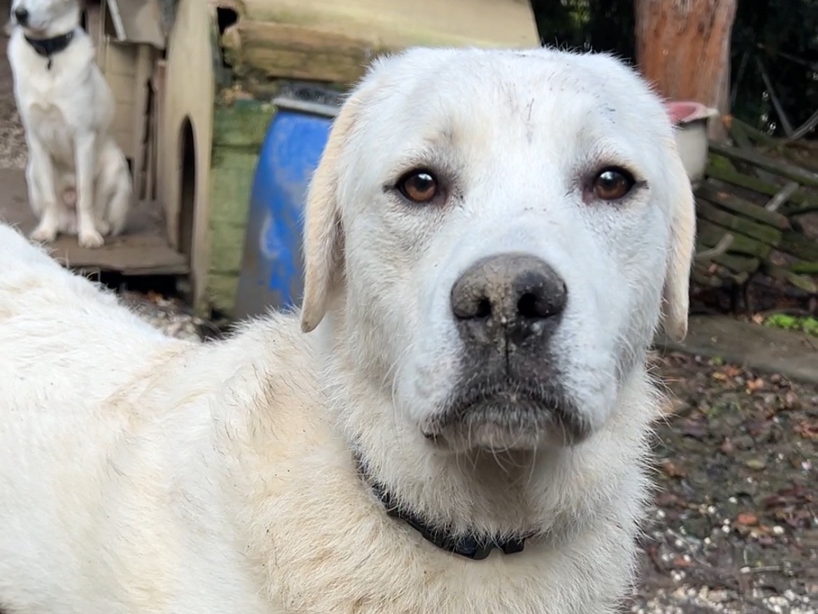 Vuoi adottare un cane a Lucca?