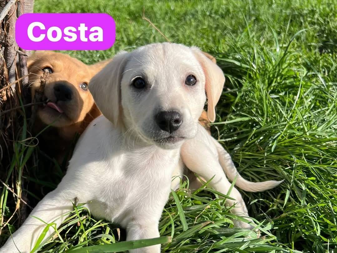 Foto dell'animale