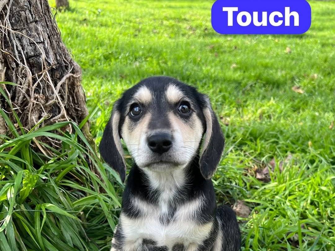 Adotta un cane, taglia media contenuta, maschio, Avellino