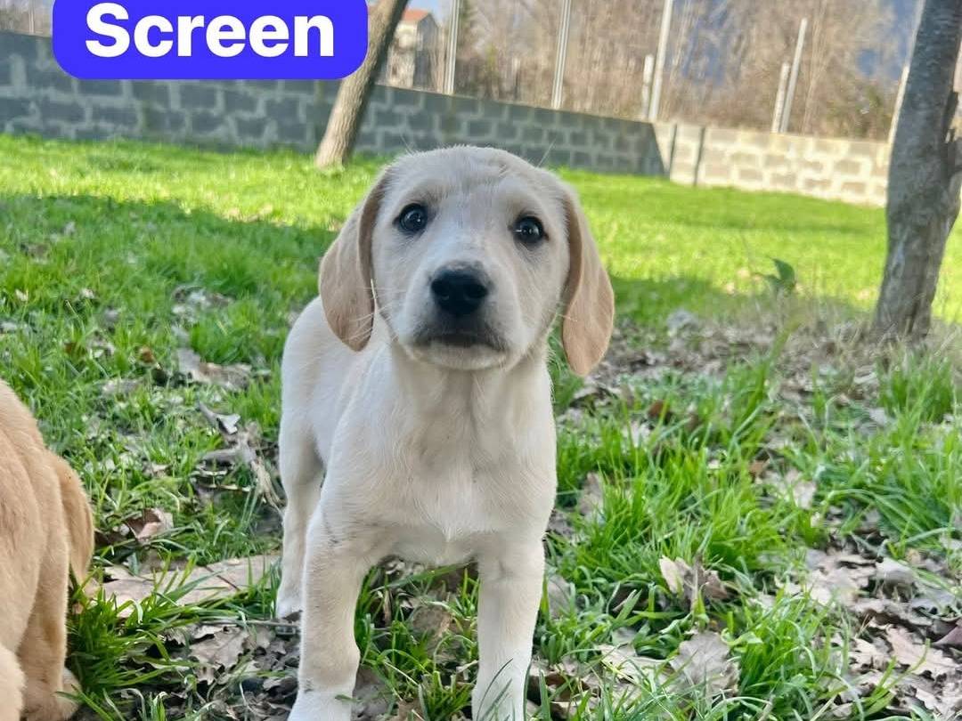 Vuoi adottare un cane a Avellino?