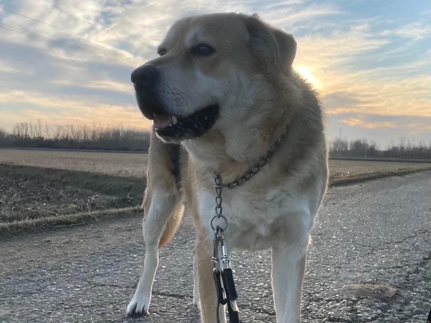 Foto dell'animale