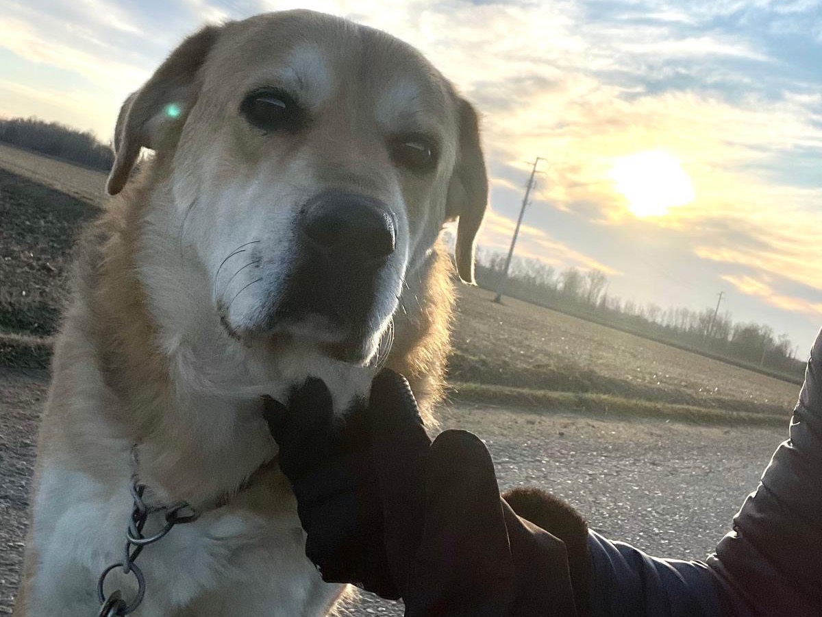 Adotta un cane, maschio, 6 anni  e 7 mesi , Pavia