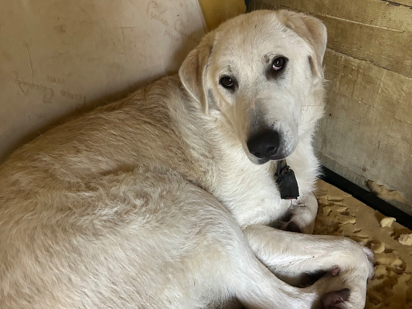 Adotta un cane, maschio, 1 anno e 3 mesi , Lucca