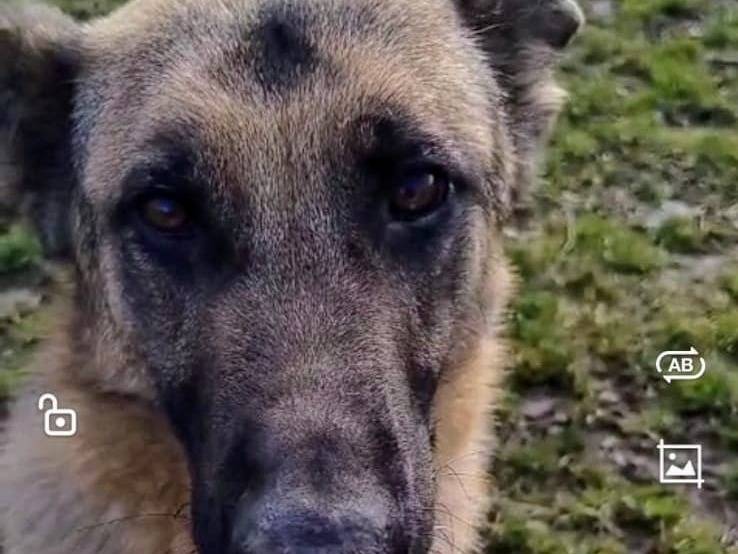Adotta un cane, femmina, 5 anni e 10 mesi, Milano
