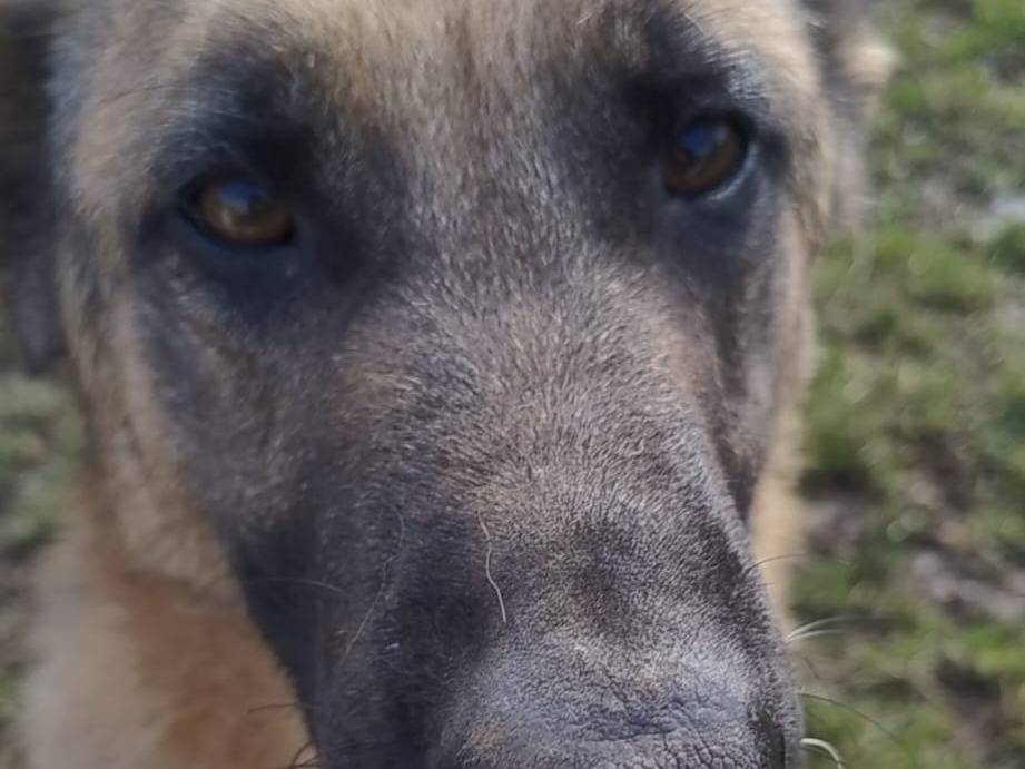 Adotta un cane, taglia media, femmina, Milano