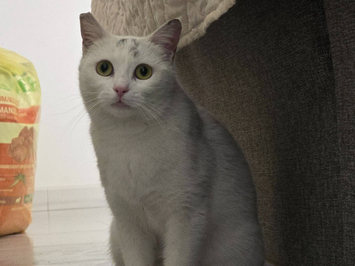 Foto dell'animale