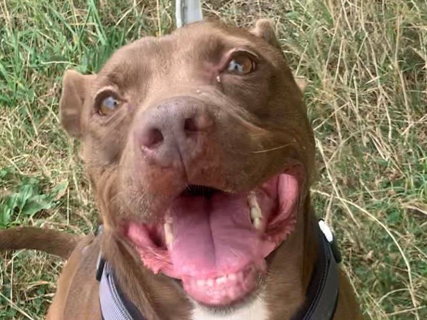 Adotta il cane BIG ROCKY a Ferrara