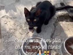 Foto dell'animale