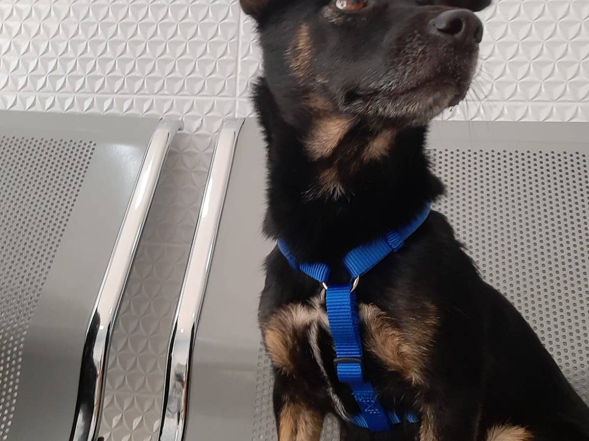 Adotta un cane, femmina, 3 anni  e 3 mesi , Caserta