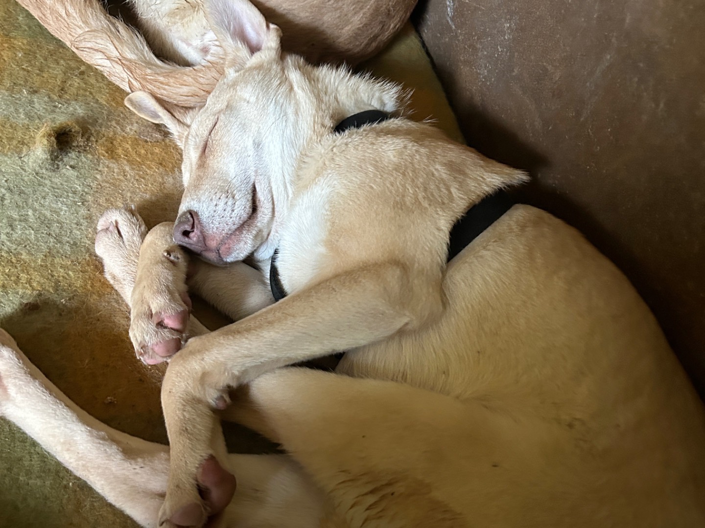 Adotta un cane, maschio, 6 mesi, Lucca