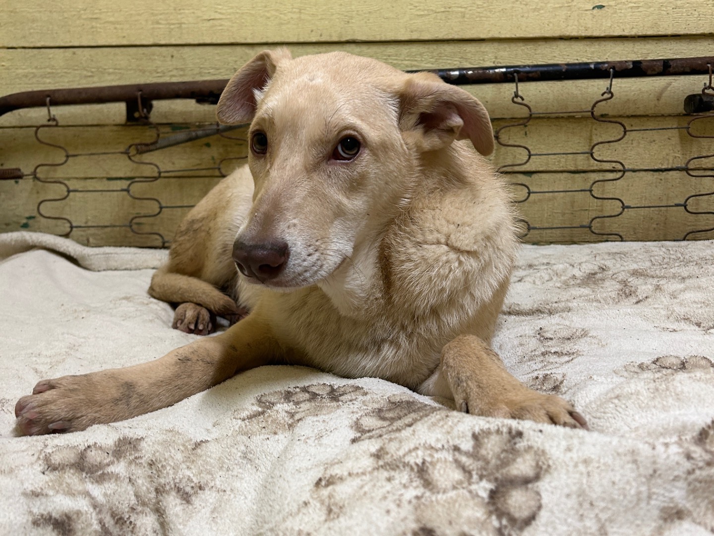 Adotta un cane, taglia media, maschio, Lucca