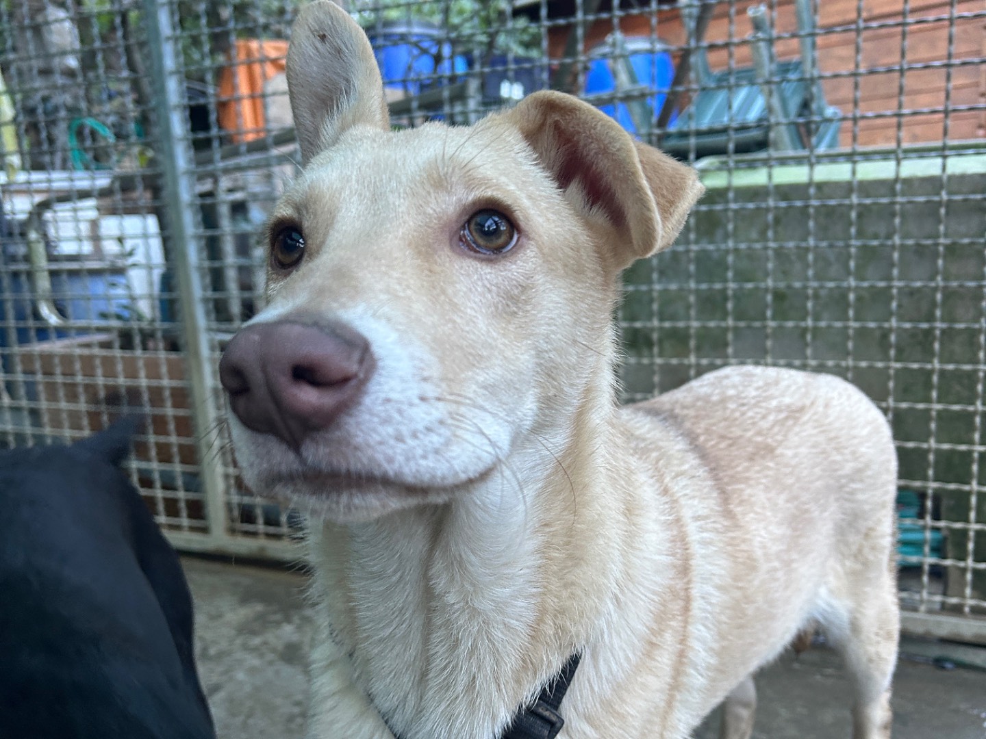 Vuoi adottare un cane a Lucca?