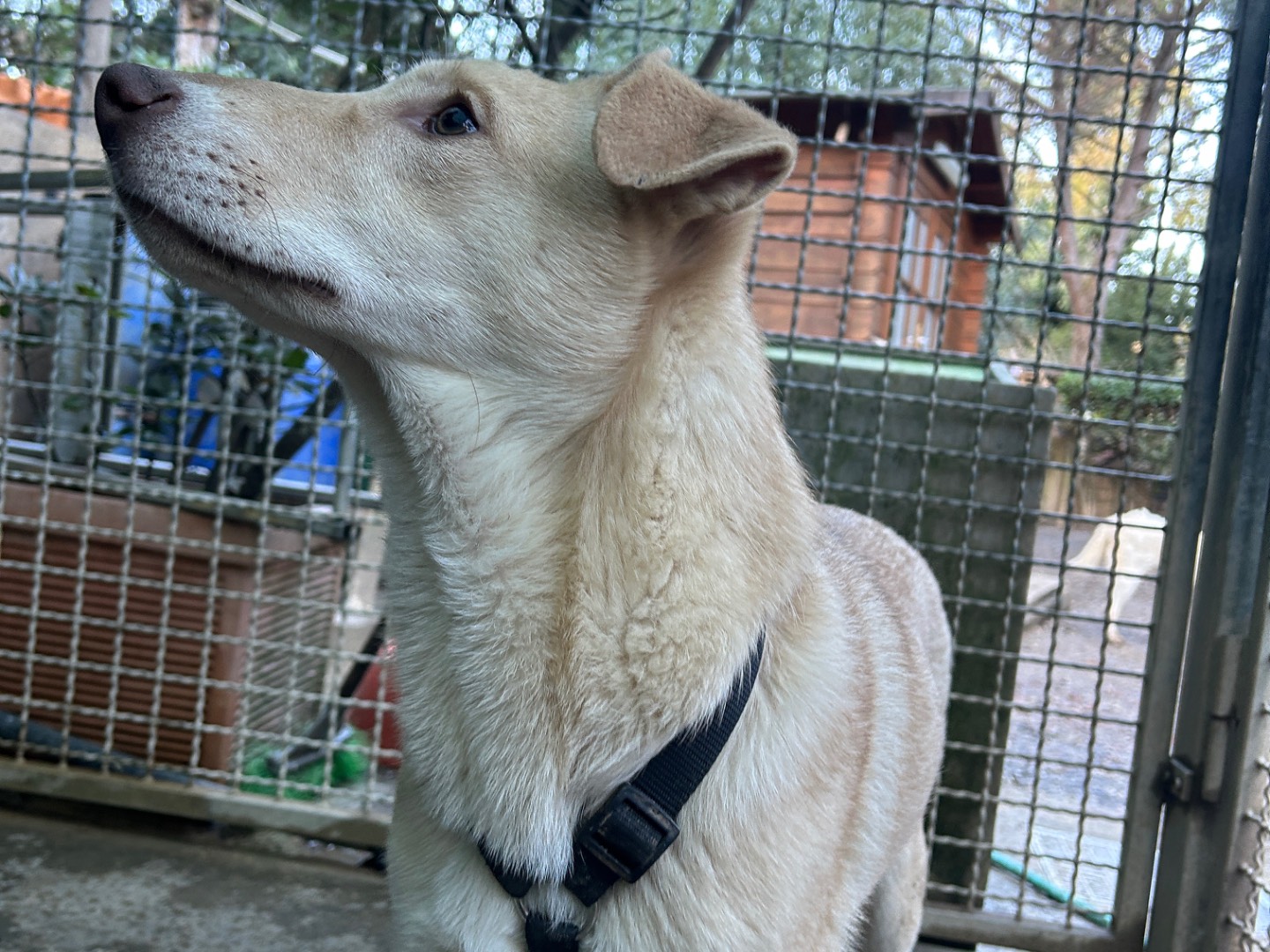 Adotta il cane Richy a Lucca