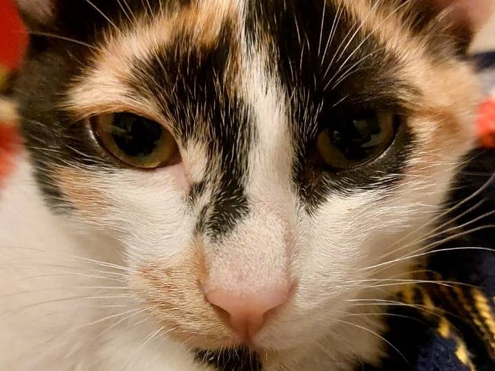 Adotta un gatto, femmina, 9 mesi, Bari