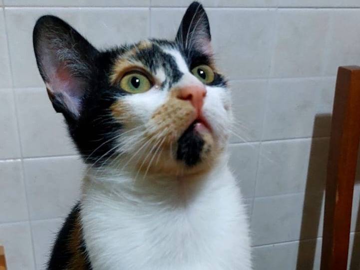Adotta un gatto, taglia non valida, femmina, Bari