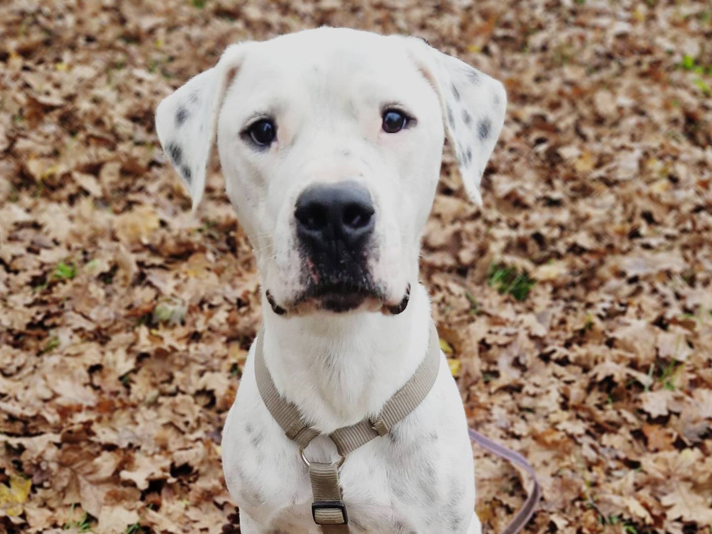 Adotta un cane, maschio, 5 anni  e 7 mesi , Cuneo