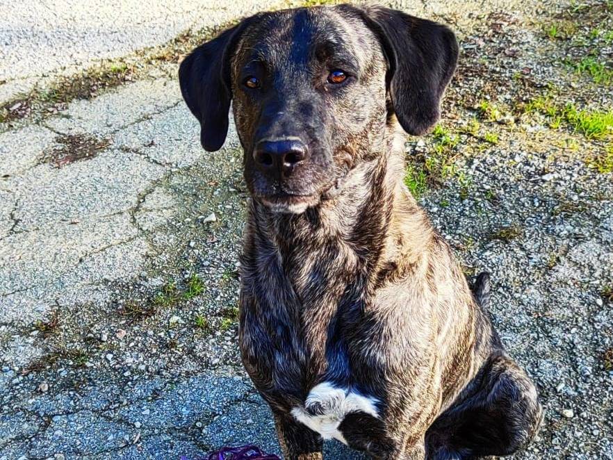 Adotta un cane, maschio, 6 anni  e 1 mese, Cuneo