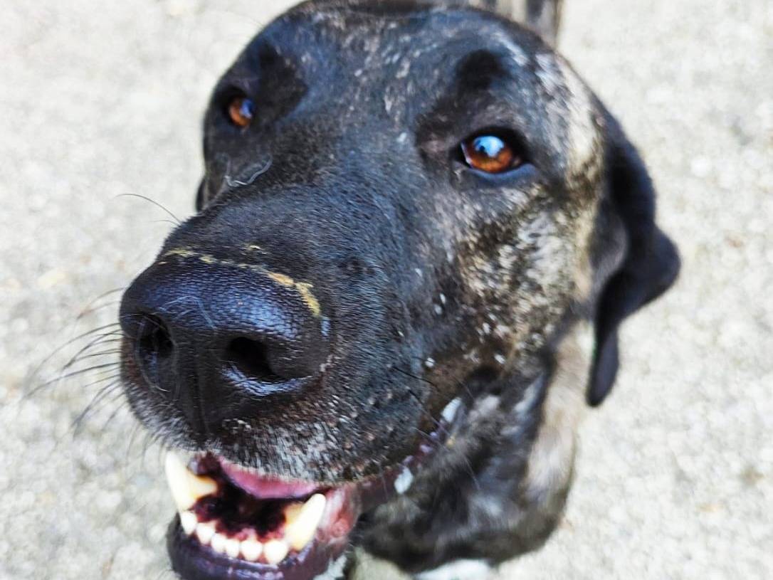 Adotta un cane, taglia grande, maschio, Cuneo