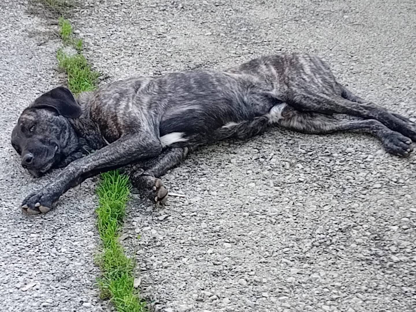 Adotta il cane ERMES a Cuneo