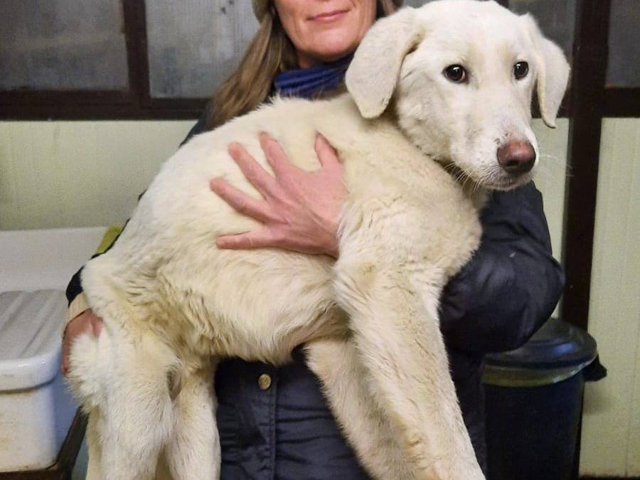 Foto dell'animale