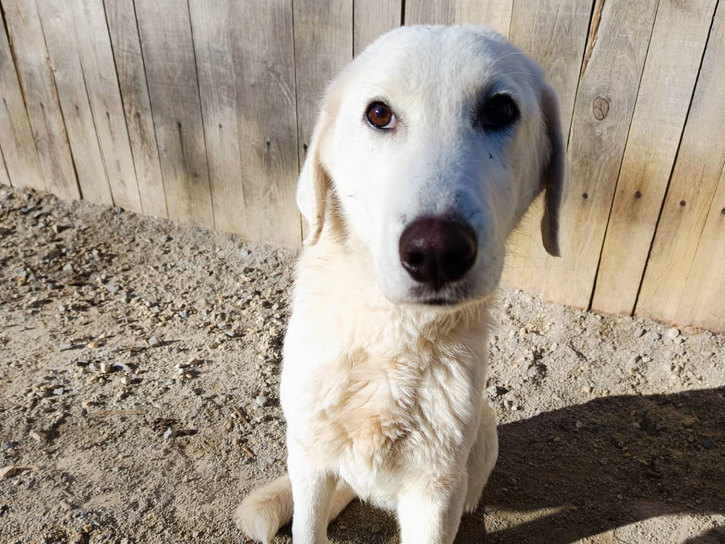 Adotta un cane, taglia grande, maschio, Cuneo
