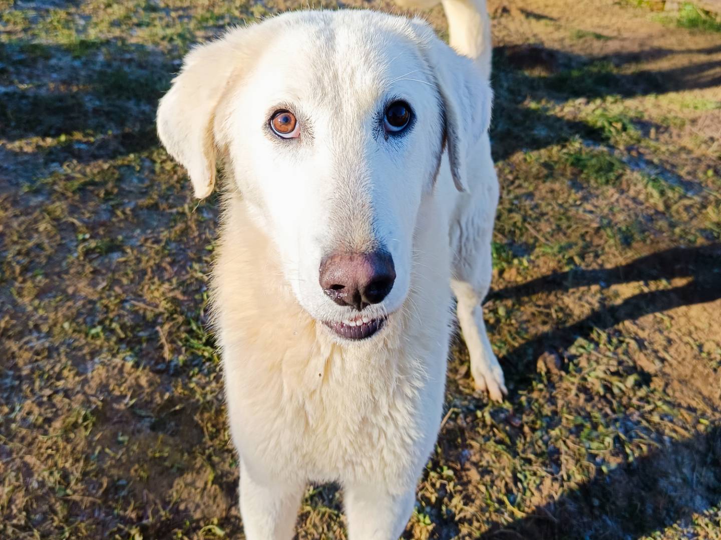 Adotta il cane SERAFINO a Cuneo