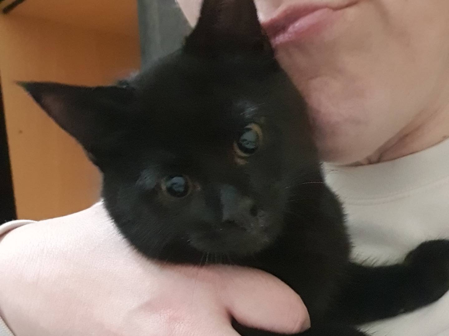 Foto dell'animale
