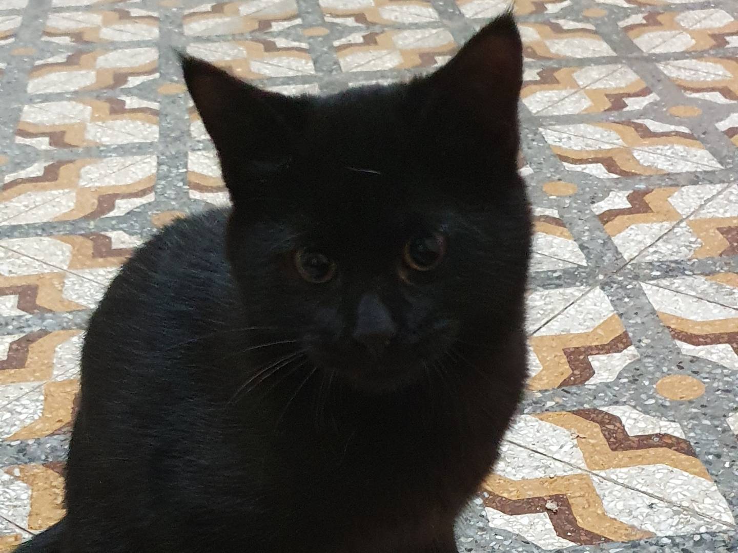 Adotta un gatto, maschio, 6 mesi, Bari