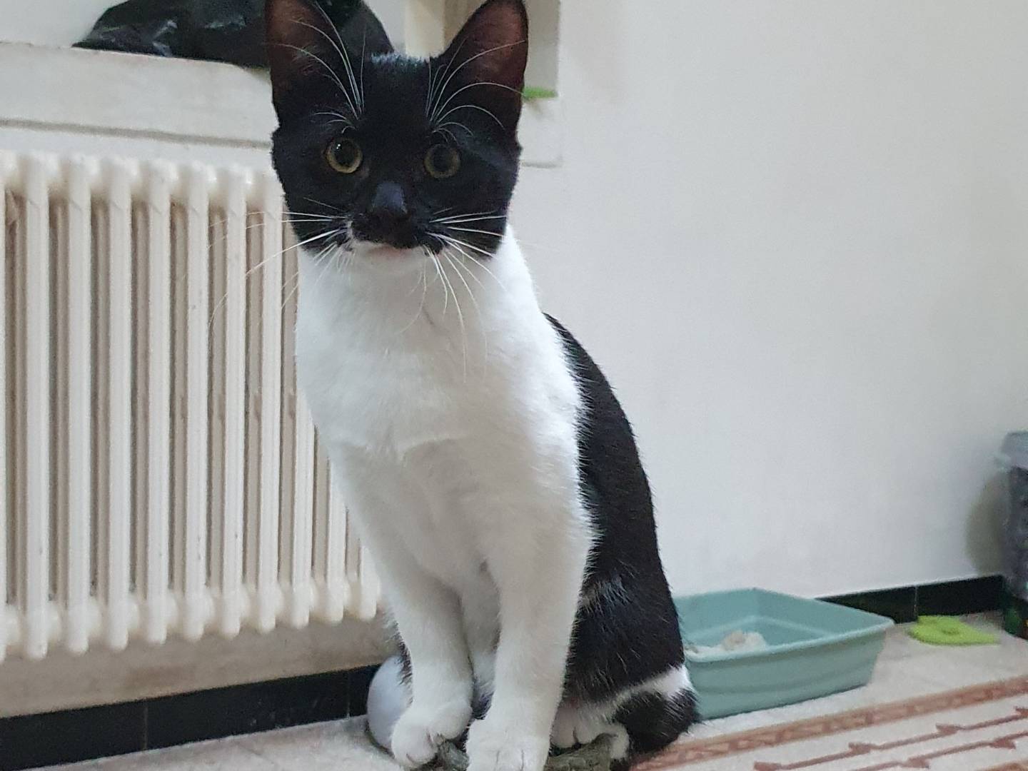 Foto dell'animale