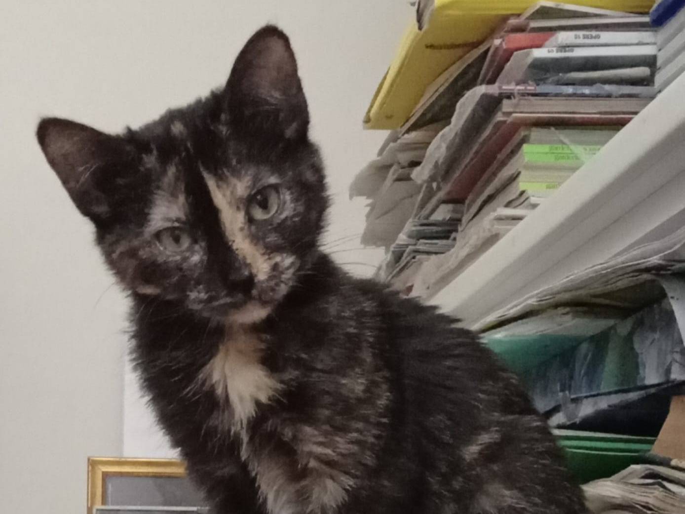 Adozione gatto, femmina, Razza sconosciuta Razza sconosciuta, 10 mesi, taglia non valida, Firenze