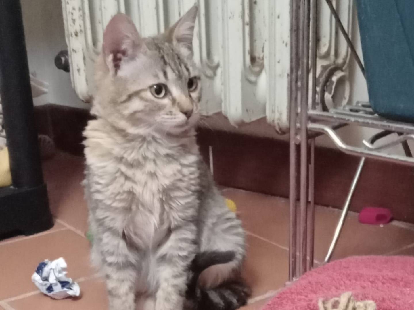 Adozione gatto, femmina, Razza sconosciuta Razza sconosciuta, 10 mesi, taglia non valida, Firenze