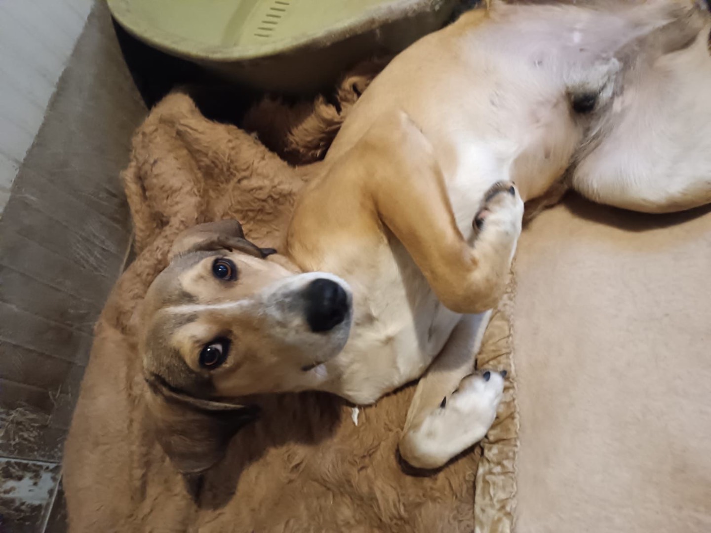 Adotta un cane, maschio, 1 anno e 2 mesi , Bari
