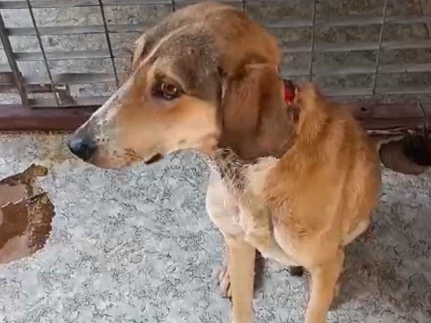 Adotta un cane, taglia media contenuta, maschio, Bari