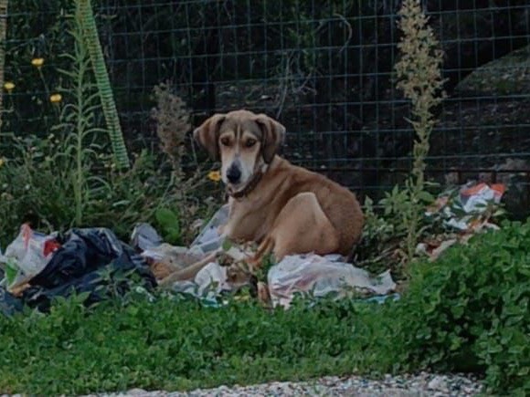 Vuoi adottare un cane a Bari?