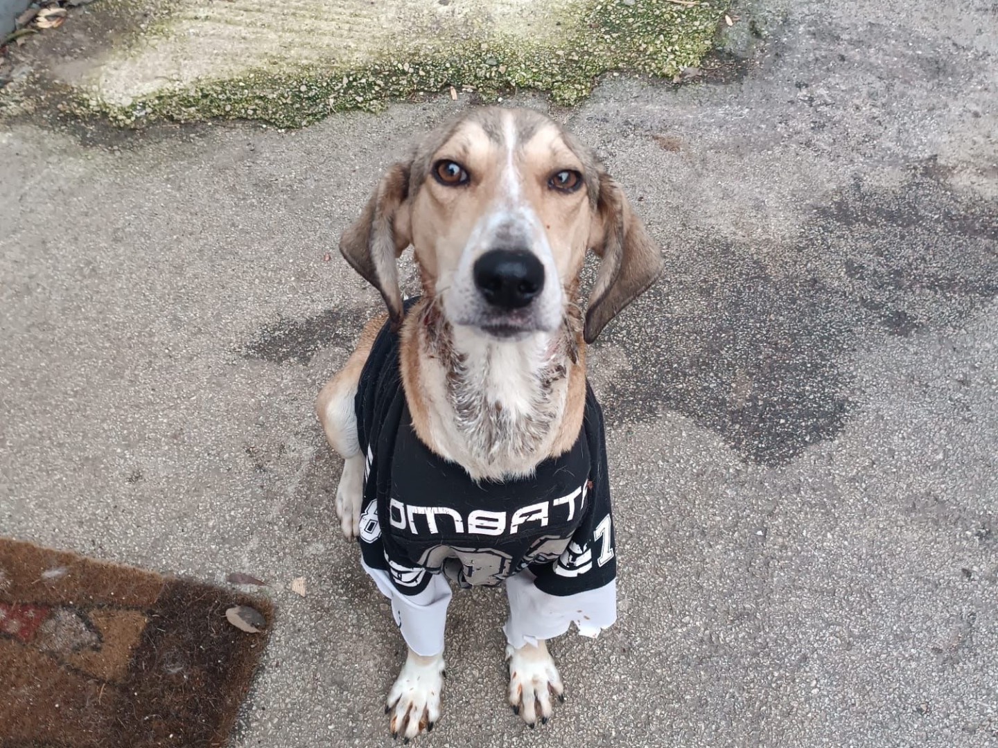 Adotta il cane Pepito Flav a Bari
