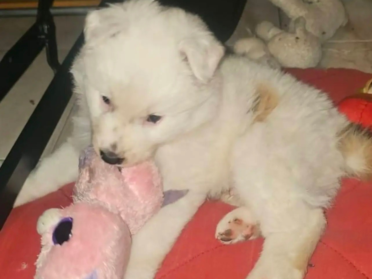 Adotta un cane, taglia grande, maschio, Cosenza