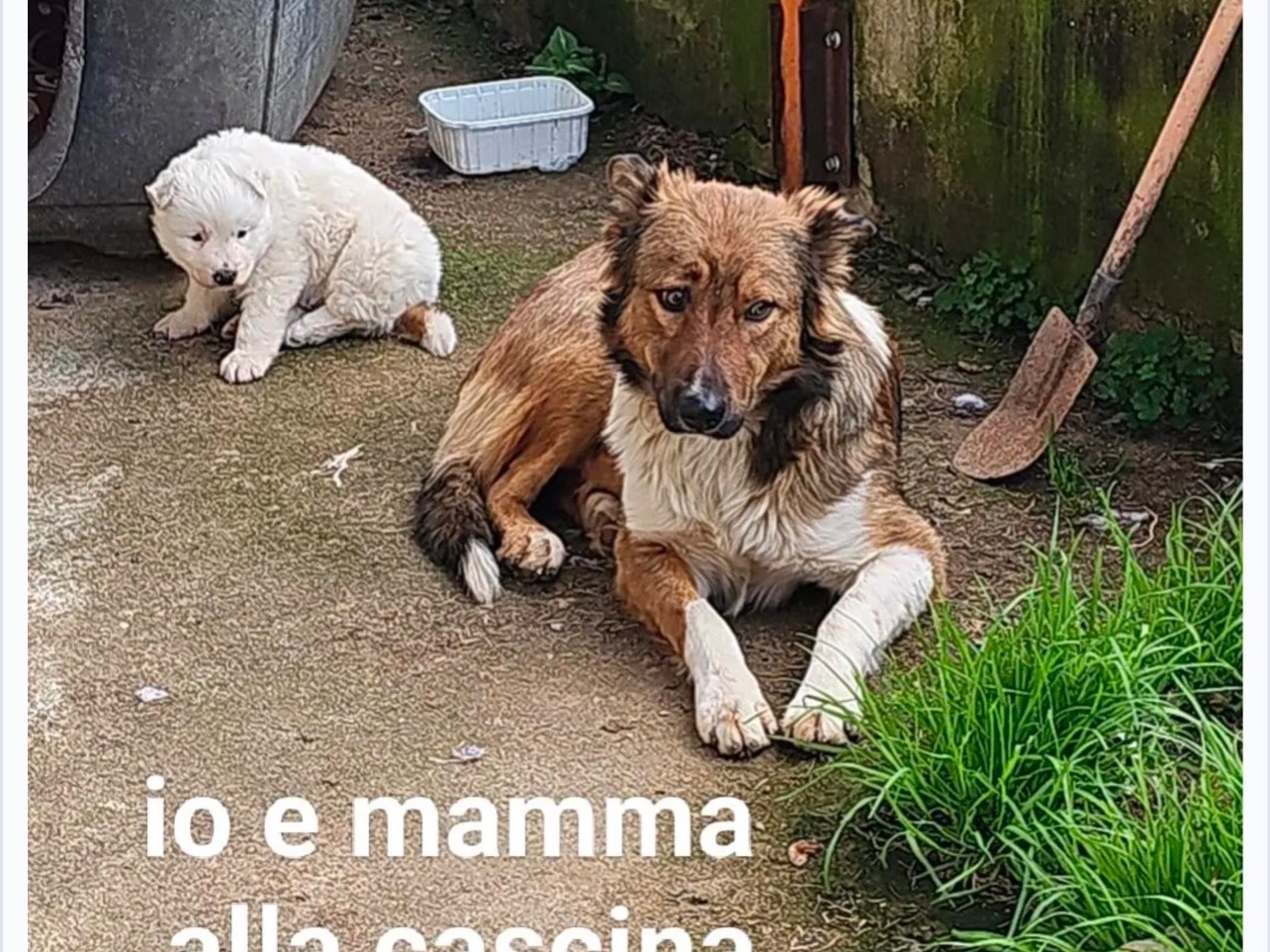 Vuoi adottare un cane a Cosenza?