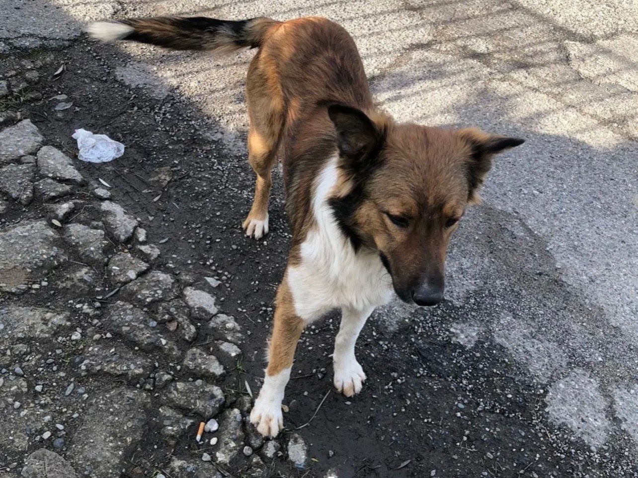 Adotta il cane Tyson Flav a Cosenza