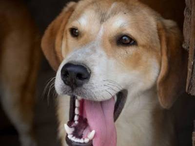 Vuoi adottare un cane a Crotone?