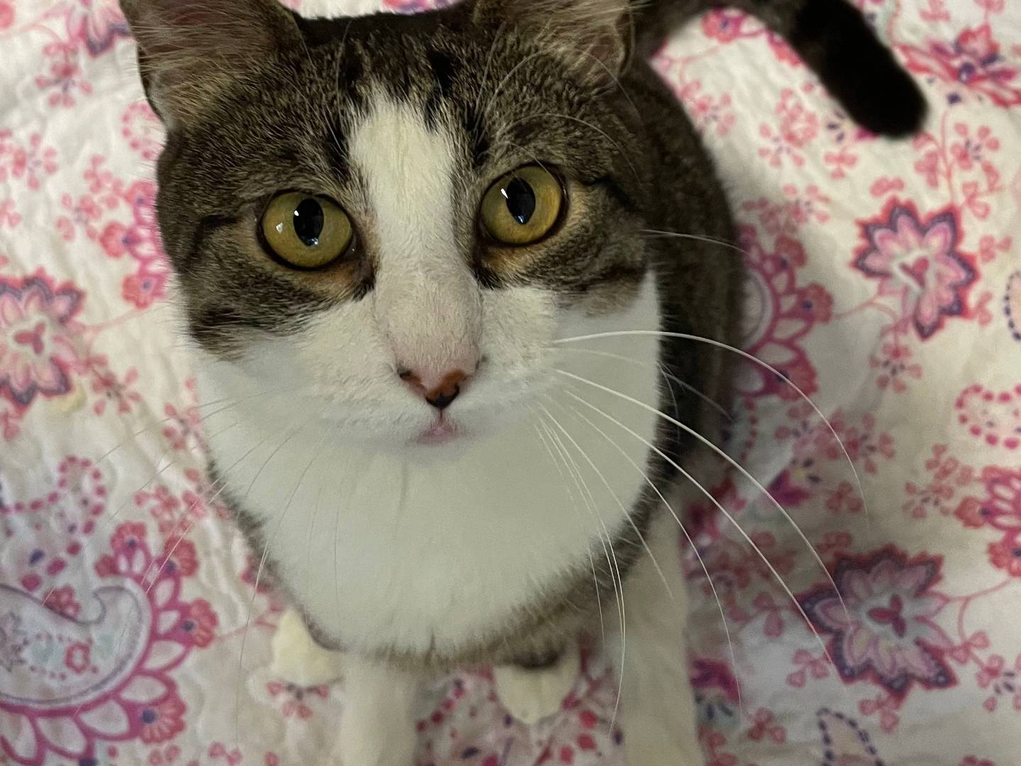 Adotta un gatto, taglia non valida, femmina, Varese