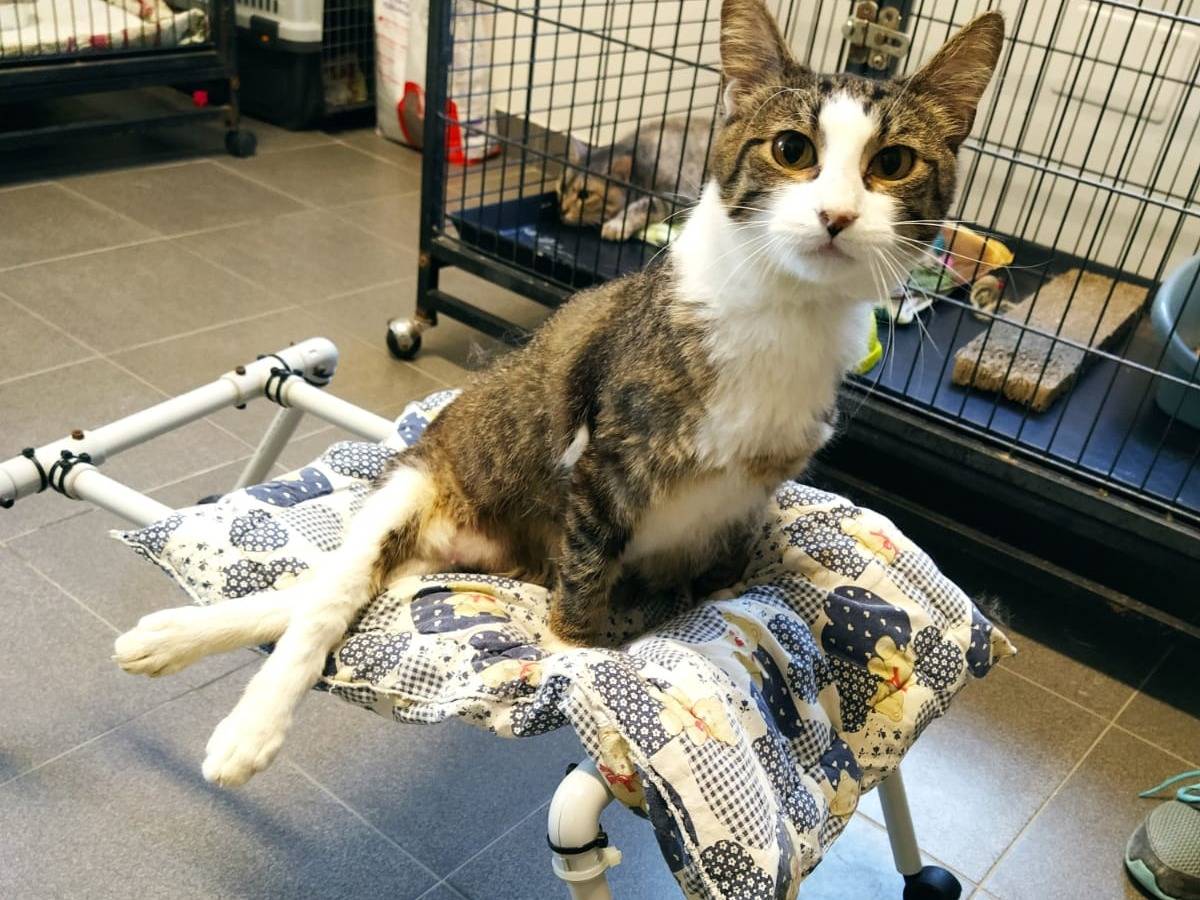 Adotta il gatto Cocò a Varese
