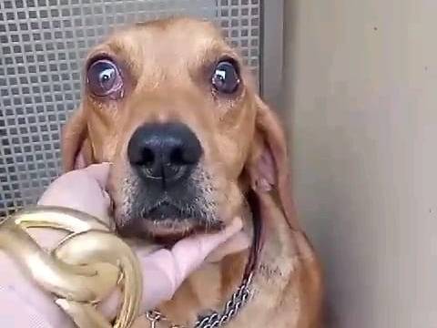 Adotta un cane, maschio, 4 anni  e 4 mesi , Avellino