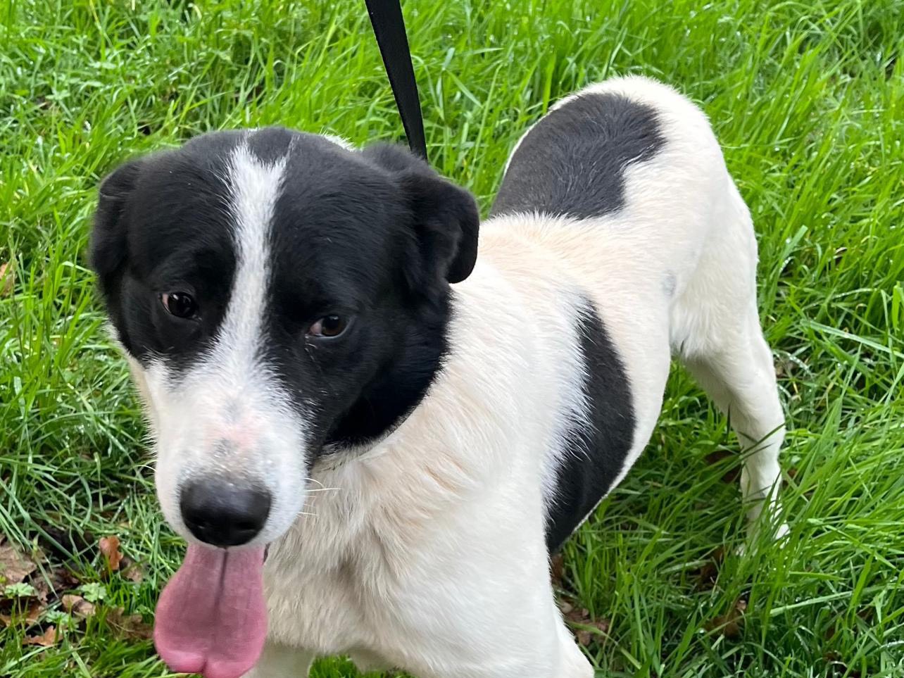 Adotta un cane, taglia media, maschio, Latina